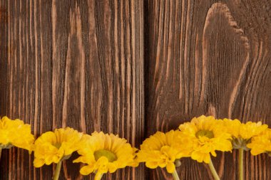 Sarı bahar çiçeği