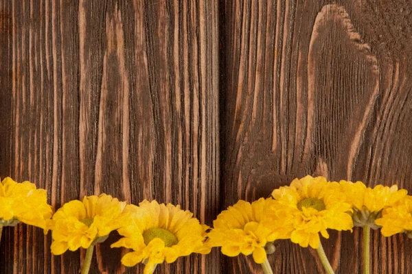 Sarı bahar çiçeği