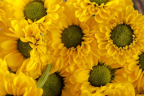 Flor de primavera amarela — Fotografia de Stock