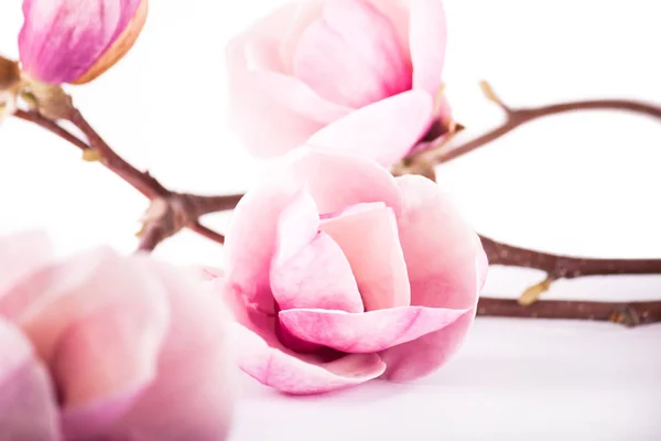 Bloem magnolia geïsoleerd op witte achtergrond — Stockfoto