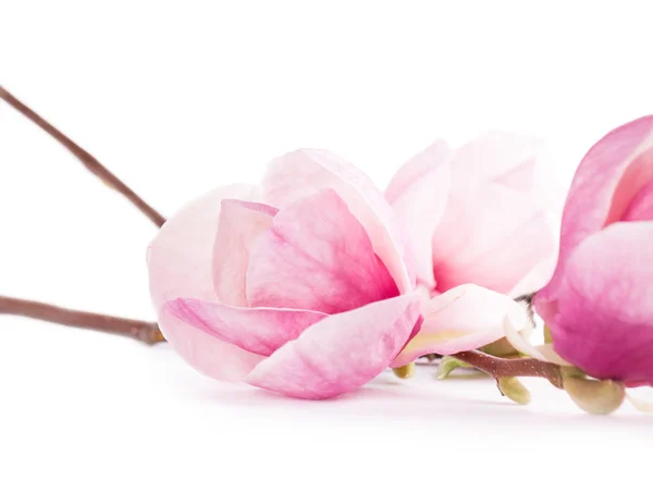 Bloem magnolia geïsoleerd op witte achtergrond — Stockfoto