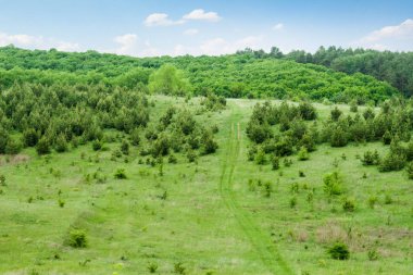 Glade ile genç çam