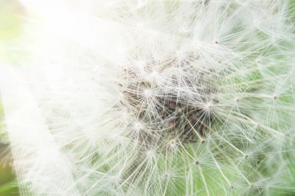 Primer plano de la flor de diente de león — Foto de Stock