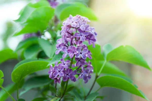 Fliederblüte aus nächster Nähe — Stockfoto