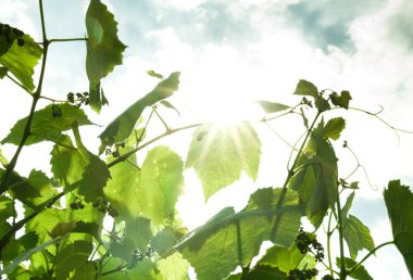 Güneşte üzüm yaprakları