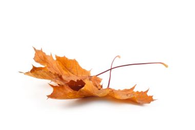 Sarı sonbahar yaprak