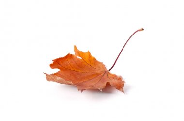 Sarı sonbahar yaprak