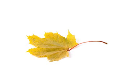Sarı sonbahar yaprak