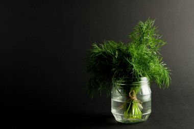 Taze yeşil dereotu.