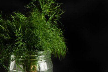 Taze yeşil dereotu.