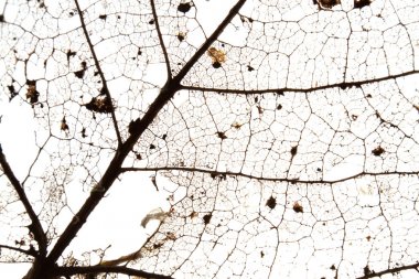 Eski kuru izole bırakır