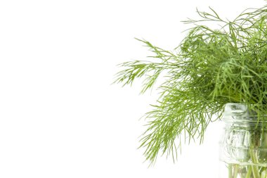 Taze yeşil dereotu.