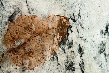 Eski kuru izole bırakır