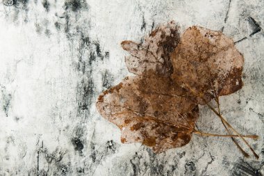 Eski kuru izole bırakır