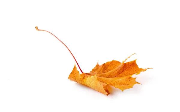 Yellow autumn leaf — Stock Photo, Image