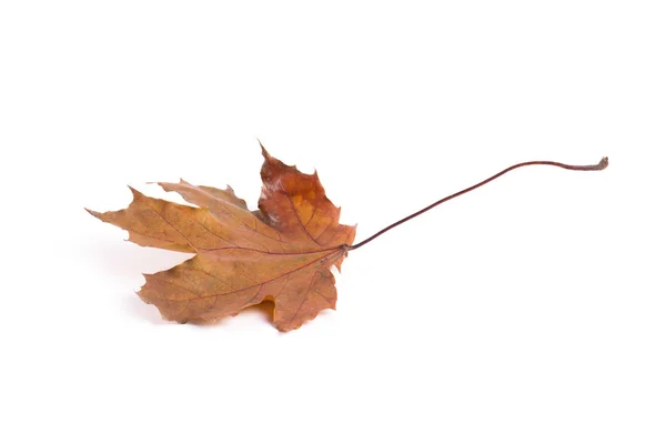 Hoja amarilla otoño — Foto de Stock