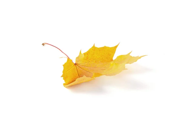 Hoja amarilla otoño — Foto de Stock