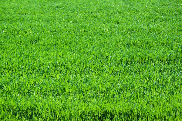 Hierba verde de cerca. Fondo de naturaleza — Foto de Stock