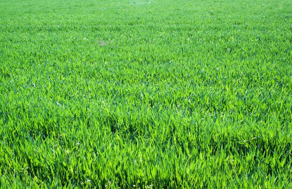 Hierba verde de cerca. Fondo de naturaleza — Foto de Stock