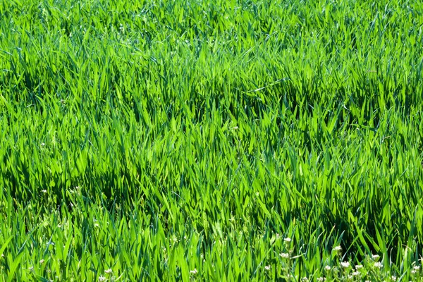 Hierba verde de cerca. Fondo de naturaleza — Foto de Stock