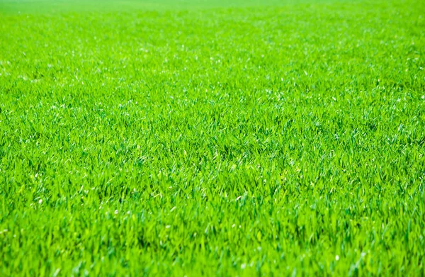 Grönt gräs på nära håll. Natur bakgrund — Stockfoto