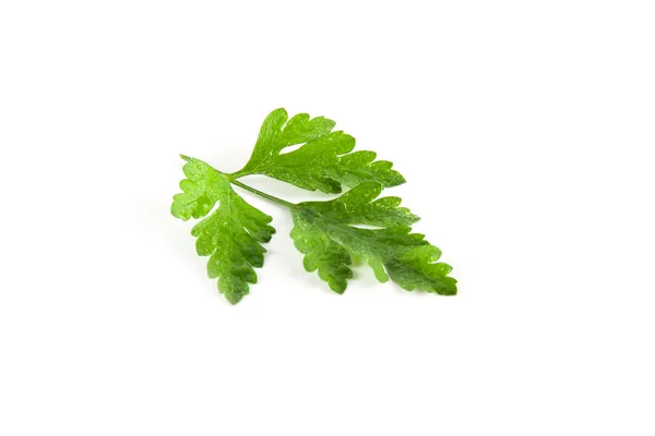 Salsa verde fresca — Fotografia de Stock