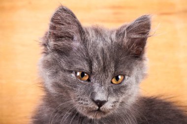 Portre kedi yakın çekim