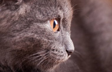 Portre kedi yakın çekim