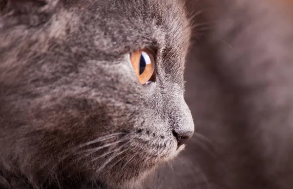 Retrato gato de cerca — Foto de Stock