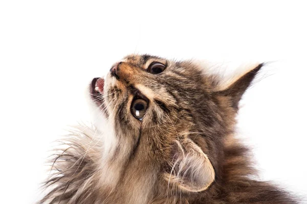 Retrato gato de perto — Fotografia de Stock