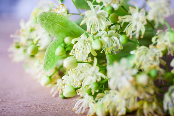 Blühen Linden auf Holz Hintergrund — Stockfoto