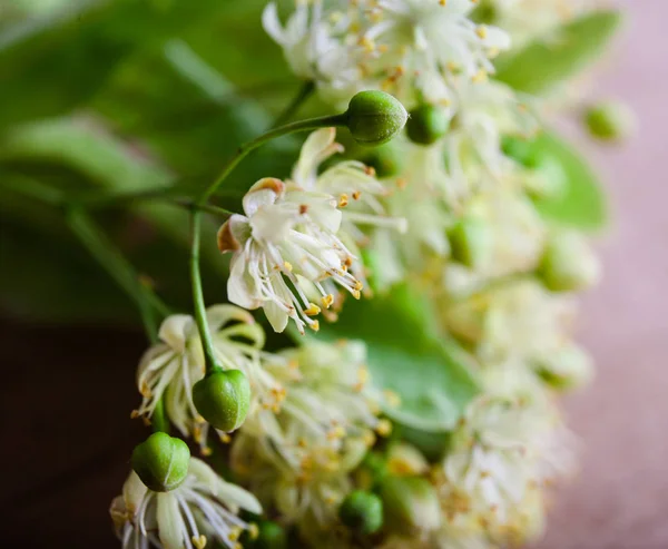 Blühen Linden auf Holz Hintergrund — Stockfoto