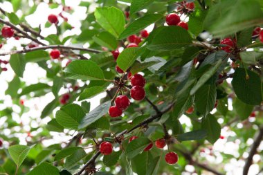 Taze kırmızı kiraz ağacı üzerinde