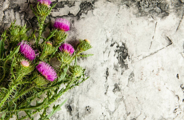 Violet prickly plant