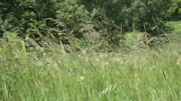 Onde del campo di grano spostato — Video Stock