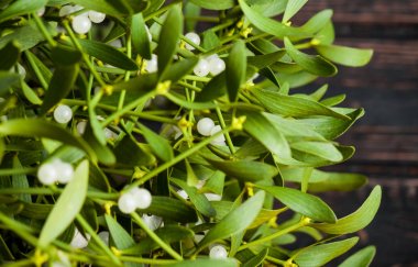 Yeşil ökse otu yakın çekim. 