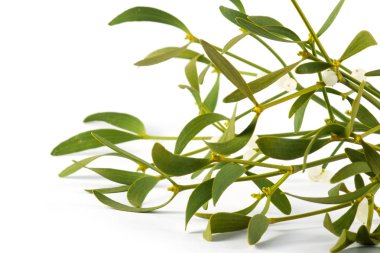 Beyaz arka plan üzerinde izole yeşil ökse otu. 