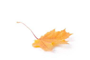 Sonbahar Kuru sarı yapraklar