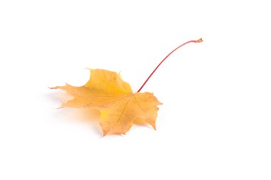 Sonbahar Kuru sarı yapraklar