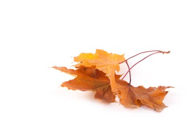 Sonbahar Kuru sarı yapraklar