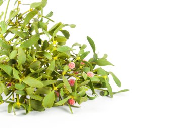 İzole yeşil ökse otu 