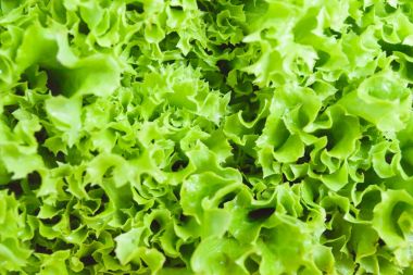 Taze yeşil salata yaprağı yakın çekim