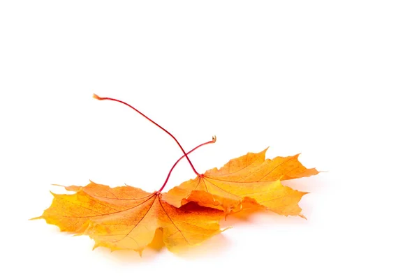 Jesień suche liście żółte — Zdjęcie stockowe