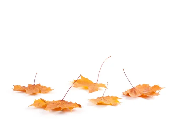 Feuilles jaunes sèches d'automne — Photo