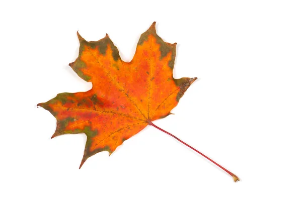 Jesień suche liście żółte — Zdjęcie stockowe