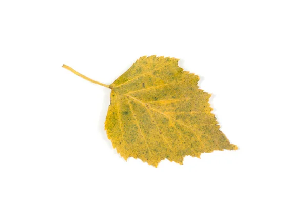 Herbst trockene gelbe Blätter — Stockfoto