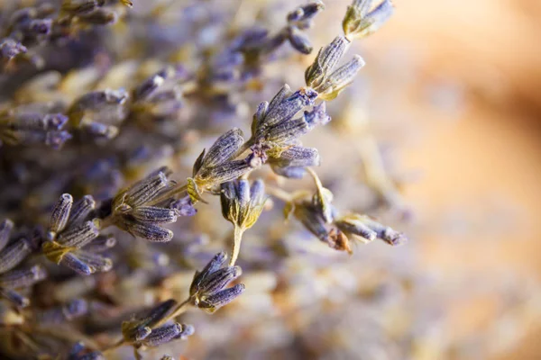 Dry lavender on wood desk — Stock Photo, Image