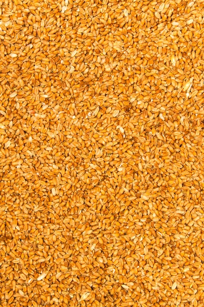 Close photo up of malt grains — Stock Photo, Image