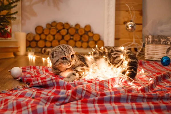 猫と熱烈な花輪 — ストック写真
