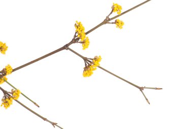 Sarı çiçekli Bahar Şube
